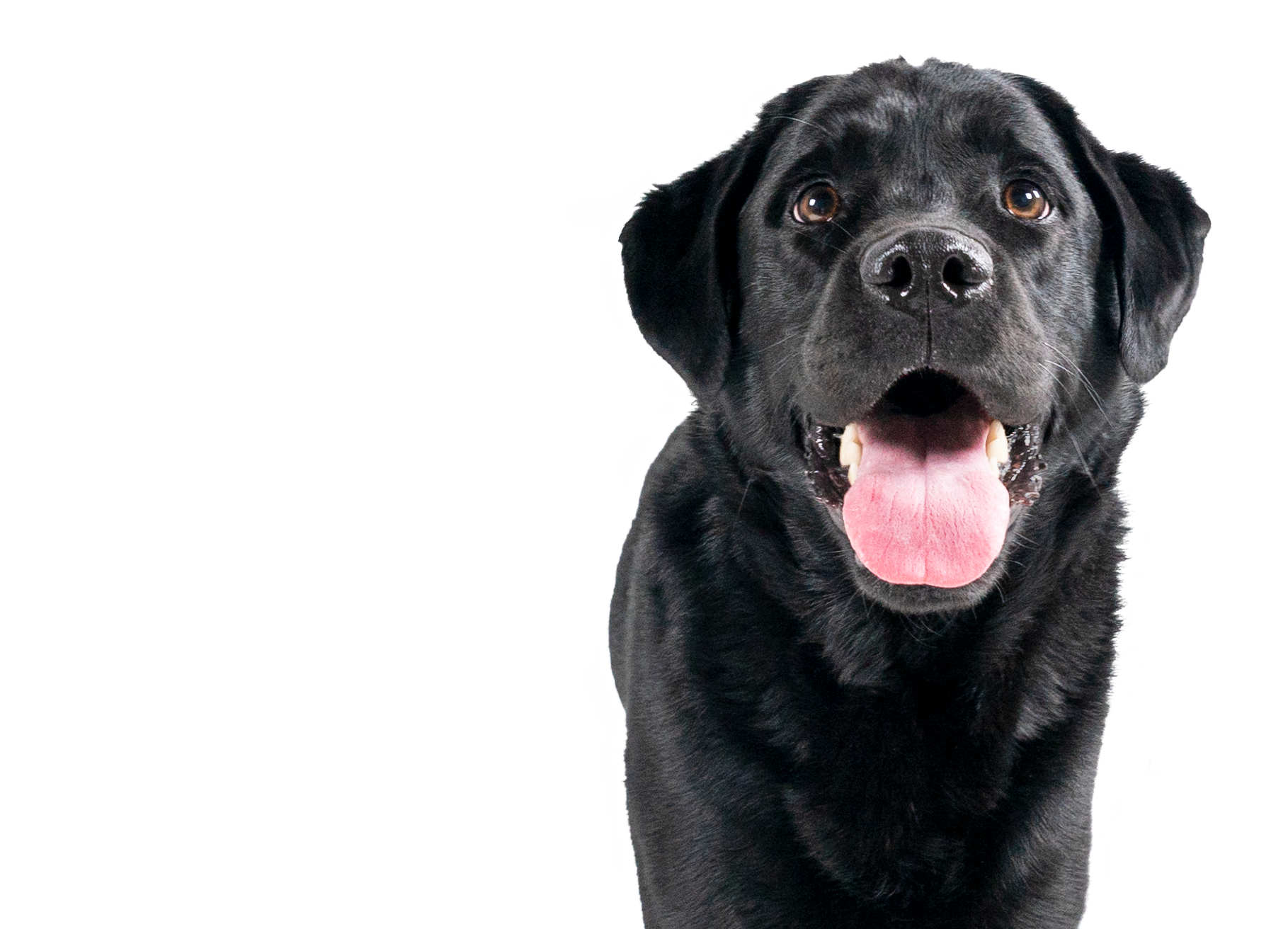 Home - Golden Veterinary Care Home - Golden Veterinary Care